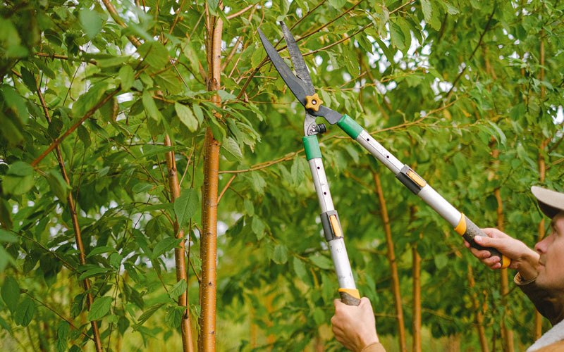 Tree trimming in Northboro, IA